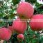 Chinese Fresh Red Juicy Fuji Apple for export/import