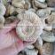 Natural Snail Fossils Ammonite Fossils for Wholesale
