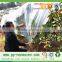 Sunshine pp Agricultural Nonwoven With UV Treated for Fruit Cover