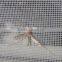 Mosquito Net