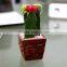 flowering succulent plants mexico cactus plant