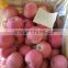 Common Cultivation Type and Pome Fruit Product Type fresh apple fruit for sale