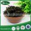 Wild Natural Black Peat Moss Green Vegetables Wholesale