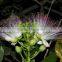 The landscape tree Barringtonia asiatica seedling