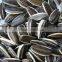 promotion striped sunflower seeds with competitive price