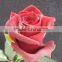 High grade fresh cut flower wholesale black magic 002 rose
