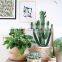 Indoor plants basket/Seagrass storage basket/Seagrass belly basket