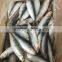 Sardine(Sardinella Longiceps)