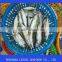 frozen whole round pacific mackerel
