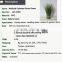 Hotsales natural cylinder onion grass for garden decoraction