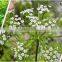 Best Grade Trachyspermum ammi Powder From India