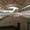 Cow farm building metal shed chicken breeding