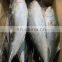 Good quality fresh frozen whole round yellowtail fish