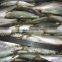 Good quality frozen sardine seafood fish 85-90 pcs