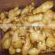 2015 ginger with best quality