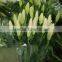 People lovest best selling lily flowers product best choice flowers