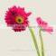 Classic and pretty export roses flowers rose with 0.6-0.8kg/bundle from Yunnan, China