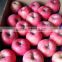 supply shandong fuji apple gansu tianshui fresh red Fuji apple direct supplier for asia Market