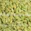 China Natural Snack Dried Green Raisins With Best Quality for Sales