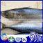 Deep Frozen Scientific Name Of Mackerel Fish Pacific Mackerel