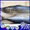 Certificate Quality Frozen Mackerel Bait Pacific Mackerel