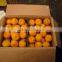 Fresh Nanfeng Mandarin Orange Fruit