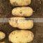 Yellow Potato