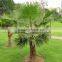 Washingtonia filifera