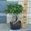 FICUS GINSENG BONSAI