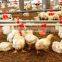 Automatic Poultry Feeders And Drinkers/Automatic Feeders And Drinkers For Poultry Farming