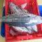 Tuna Skipjack
