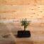 Portulacaria afra ( Jade plant) bonsai ball shape