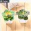 Wholesale  china succulent plants with pots