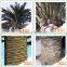 Hot selling simulation artificial palm trees cheap artificial palm trees landscaping artificial plam trees