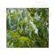 High Quality Rouguiye Oil Wholesale