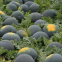 Hybrid f1 black watermelon seeds with red flesh