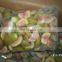 Top Quality IQF Frozen Fig half