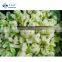 Sinocharm Brand Frozen Cauliflower Floret with green stalk