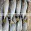 frozen yellow tail Travelly Fish yellowtail Seriola quinqueradiata
