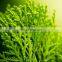 Super Food fucoidan Extract powder HPLC 85% 98%