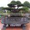 Ficus outdoor decoration with traditional style