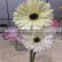 Top Rated Supplier Fresh Cut Flower China Fresh Grebera Wholesale