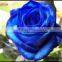 Long steam high quality fresh cut rose flowers wholesale