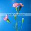 Reasonable Price Top Sell Carnation of Fresh Flower for Decoration