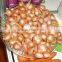 Chinese onion/ Yellow onion/Chinese fresh onion