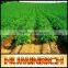 FAQ 12--Application Of Drip Irrigation Technique