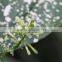 Hot sell Dracaena godseffiana and other fresh cut foliage fillers with most competitive price
