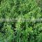 high quality alfalfa seeds with competitive price