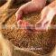 high qulity milling wheat soft or durum wheat