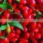 Super Dried Goji berries, Wolfberry Gouqi Berry Herbal Tea China the pure goji berry 350 pcs/50g